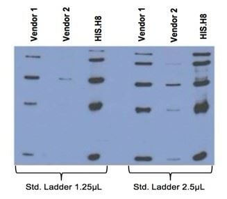 Comparison between anti-His tag (HIS.H8 / EH158) mAb with 2 different vendor Abs, probed against a standard ladder containing five different His-tagged proteins